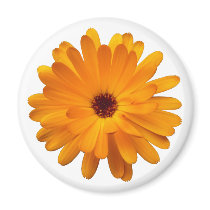 Orange Marigold Refrigerator Magnet