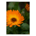 Orange Marigold | Orangefarbene Ringelblume cards