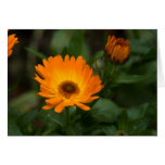 Orange Marigold | Orangefarbene Ringelblume Greeting Card