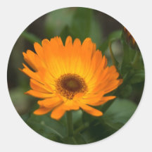 Orange Marigold | Orangefarbene Ringelblume Sticker