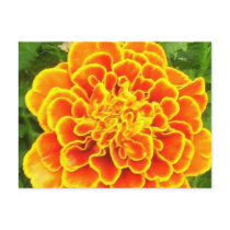 Orange Marigold Postcard