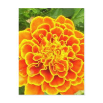 Orange Marigold Postcard