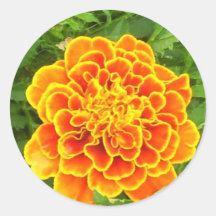 Orange Marigold Sticker