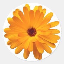Orange Marigold Stickers