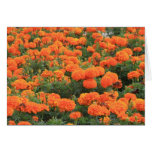Orange Marigolds Greeting Cards