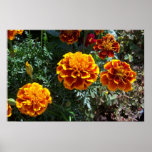 Orange Marigolds Posters