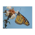 Orange Monarch Butterfly Postcard