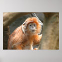 orange monkey large poster posters