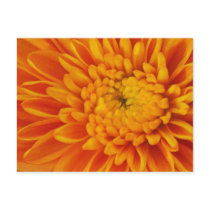 Orange Mum Postcard
