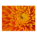 Orange Mum Postcard