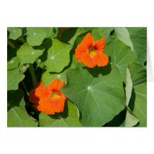 Orange Nasturtium Card