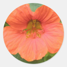 Orange Nasturtium Flower Stickers