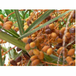 Orange Palm Tree Fruits photo sculptures