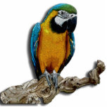 Orange Parrot Photo Sculpture photo sculptures