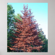 Orange Pine Tree Poster