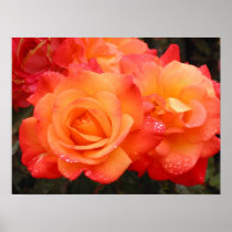 Orange & Pink Roses Poster posters