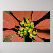 Orange Poinsettia (Euphorbia pulcherrima) flowers Posters
