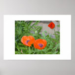 Orange Poppies posters