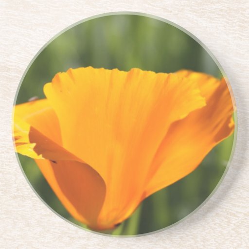 Orange poppy drink coaster