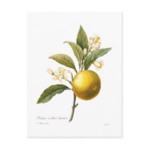 Orange Post Card