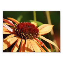 Orange Power Punch ! 7 x 5 Photographic Print