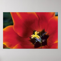 Orange 'Queen of Sheba', lily flowered tulips flow Print