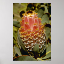 Orange Queen protea (Protea magnifica) flowers Poster