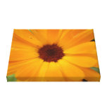 Orange Rain Daisy Canvas Print