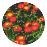 Orange Red flowers with yellow centers flowers Round Stickers