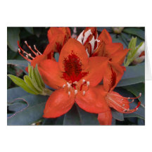 Orange Rhododendron Card