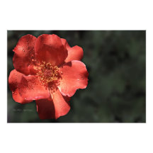 Orange Rose 2 Photographic Print