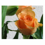 Orange Rose Against The White Wall Acrylic Cut Outs