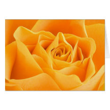 Orange Rose Card