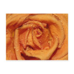 Orange Rose Dewdrops postcards