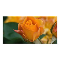 Orange Rose DSC3450