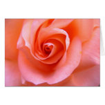 Orange rose greeting card