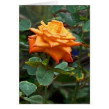 Orange Rose Greeting Cards