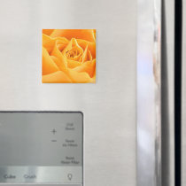 Orange Rose Magnets