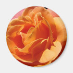 Orange Rose magnet Add Your Text nature