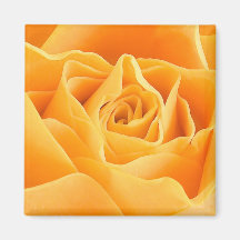 ORANGE ROSE MAGNETS