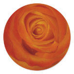 orange rose stickers