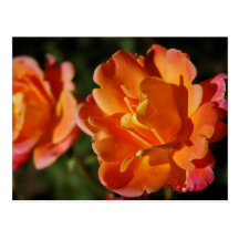Orange Roses Post Card