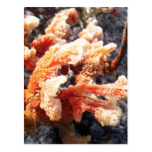 Orange Sea Sponge Post Cards
