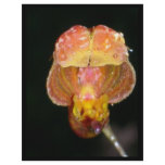 orange single orchid flyers
