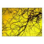 Orange sky, purple twigs cards