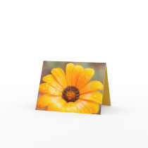Orange Spring Flash African Daisy Close Up Photo Cards