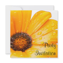 Orange Spring Flash African Daisy Photo Announcement