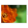 Orange Star Flower Invitation Card