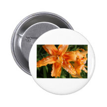 orange stargazer.JPG Button