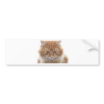 Orange Stripped Tabby Cat bumper stickers